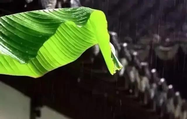 「新梦文学」同题专刊：东边日出西边雨】