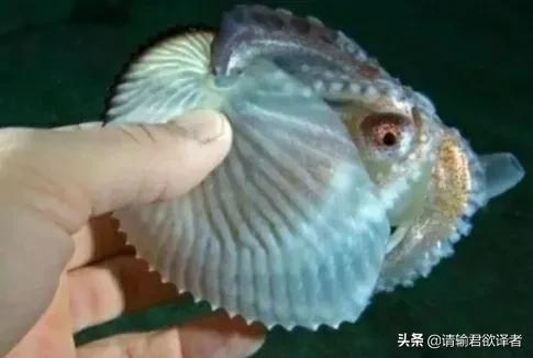 海底知识大全关于动物和植物,我们了解到了很多动物的知识