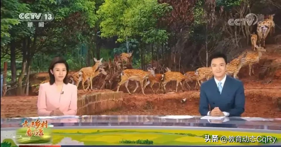 萌宠乐园报道创业青年肖莉昨日励志演讲，如今为何遭拆除要说法？