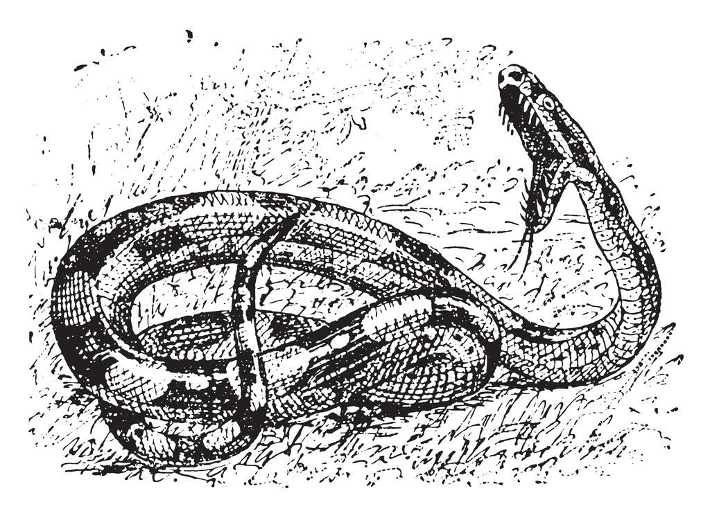 雌蛇有雄性生殖器吗,雌蛇是有性生殖吗