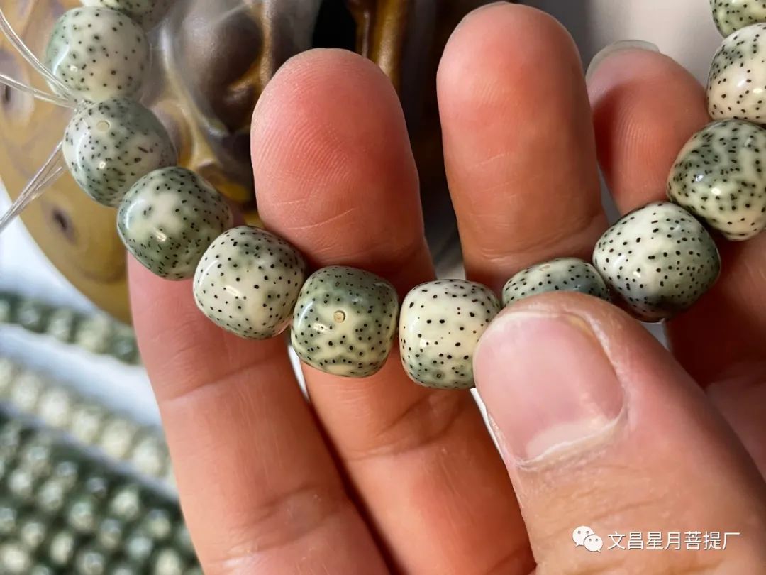 星月菩提有绿有白是什么品种,星月菩提的品种图鉴大全