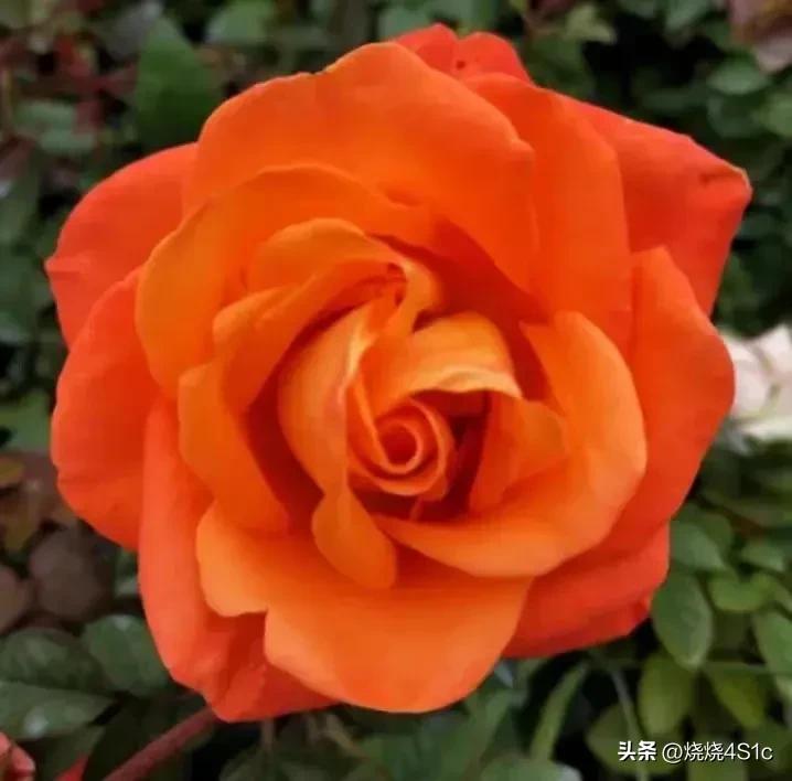 最美的月季花型,月季盛开惊艳了初夏