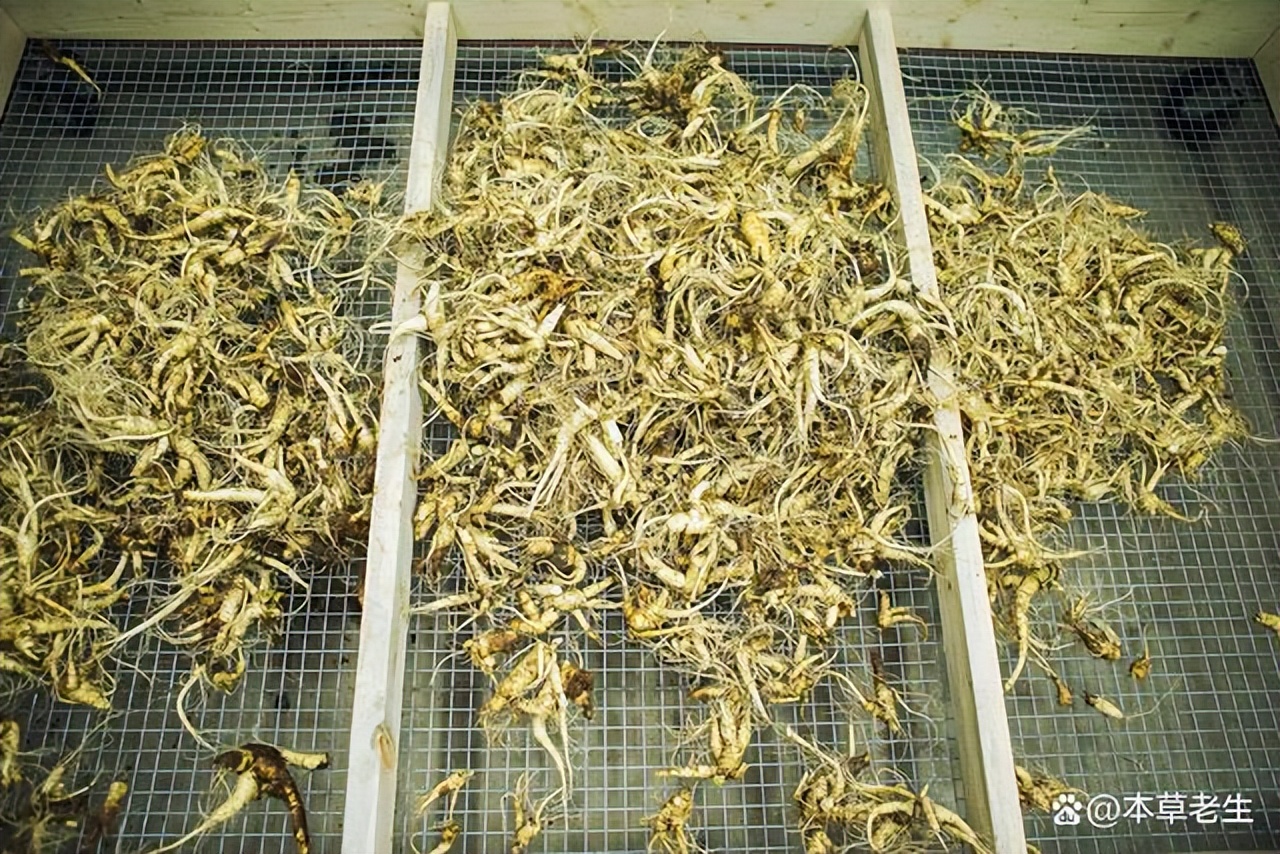 美国西洋参和中国西洋参有啥区别,美国产的西洋参好处是什么