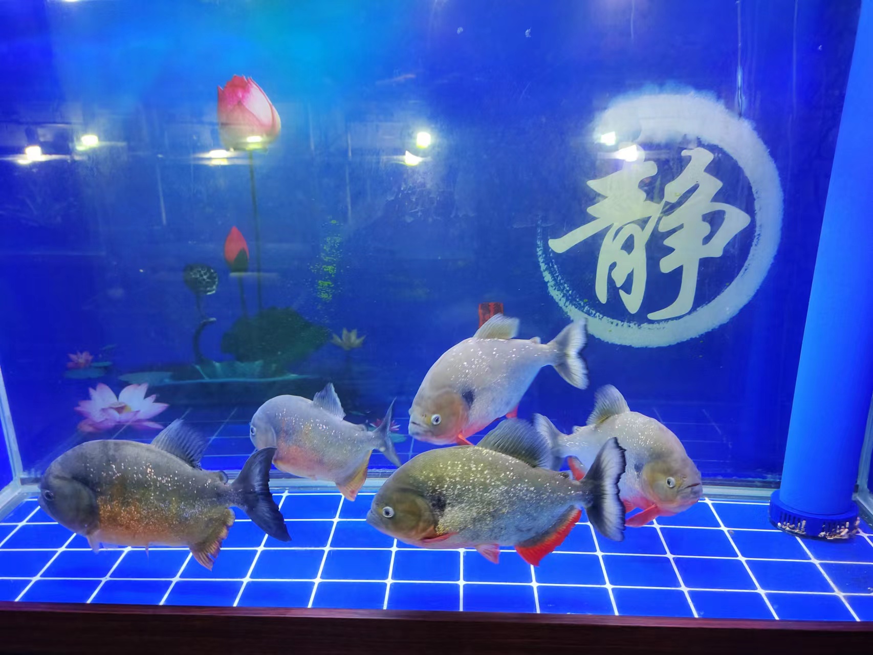 在网上买观赏鱼买大的还是小的,网上买观赏鱼靠谱吗