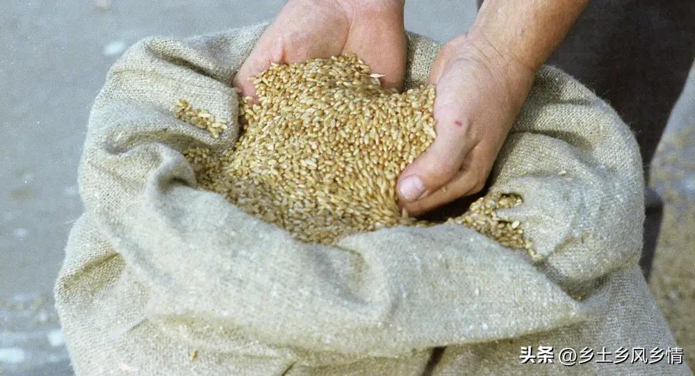 粮食霉菌如何能彻底消灭,经济除霉味最有效的方法