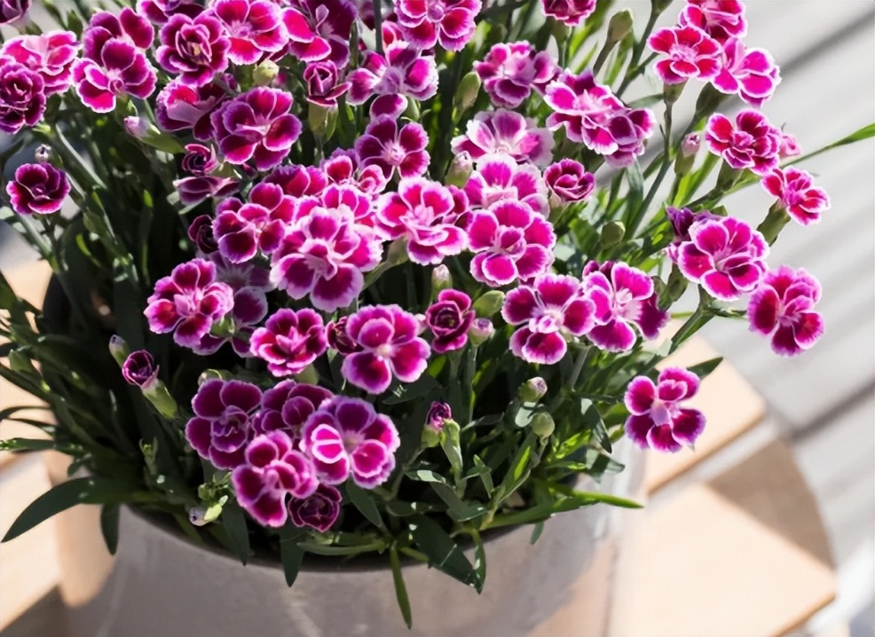 最适合小花盆种的花,顽强的小花草