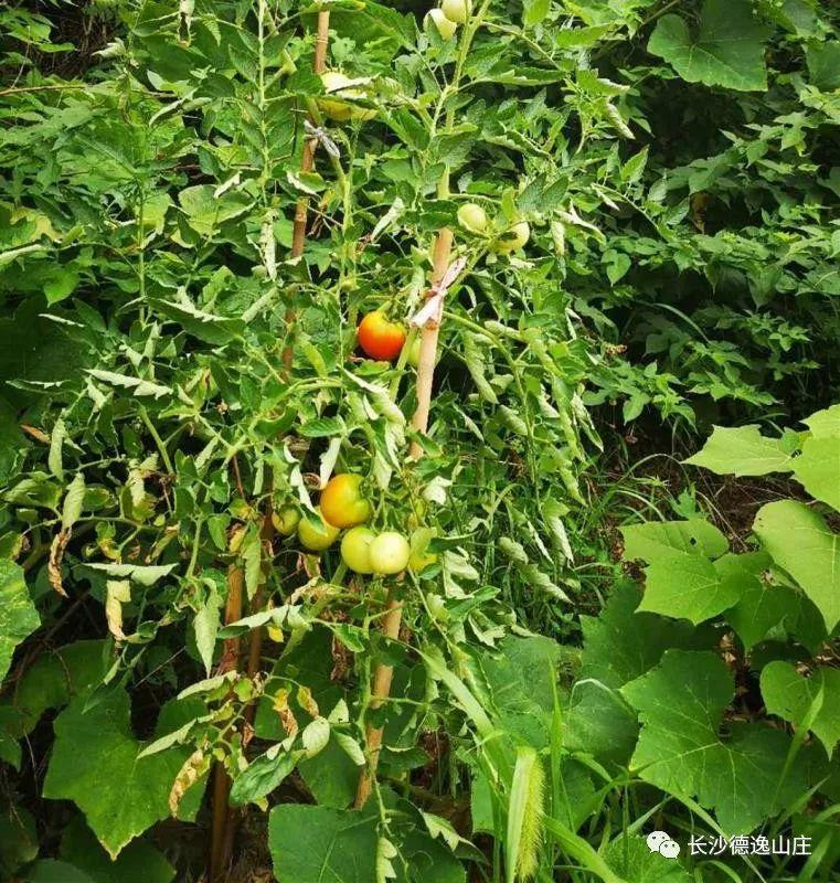 长沙南边有什么好玩的农家乐,长沙旅游什么地方比较好玩