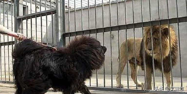 两夫妻走到西藏无人区碰见狼群,真正古老的纯种藏獒