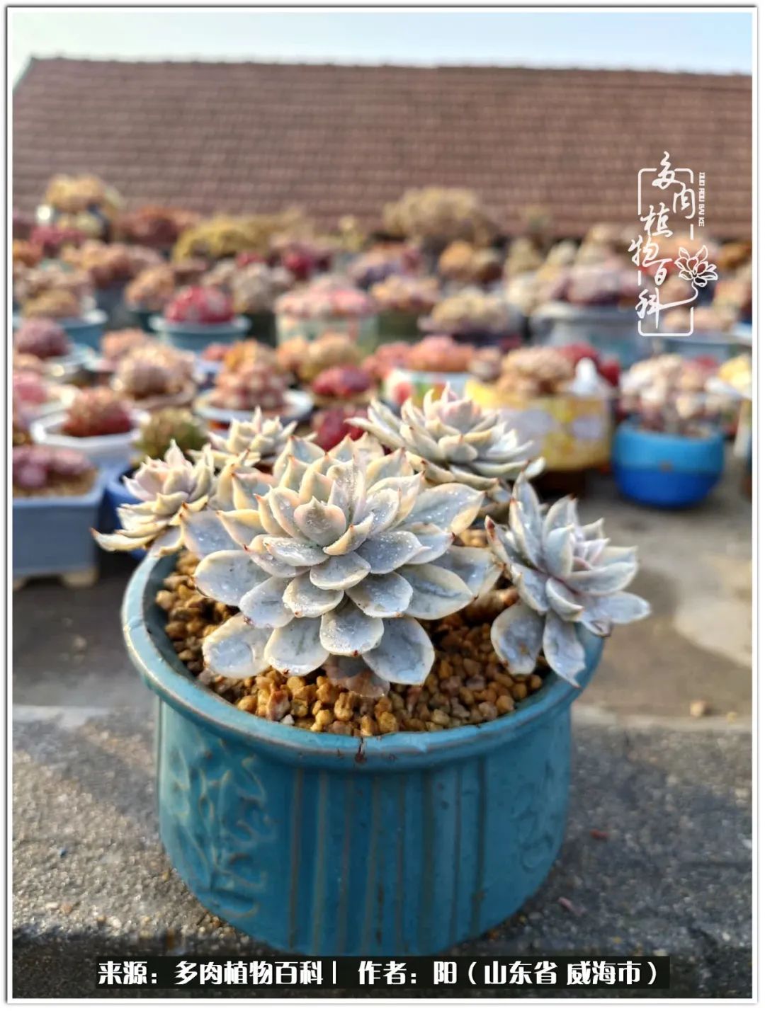 浜洪棿鐑熺伀鑷湁涓囧崈棰滆壊,浜洪棿鐑熺伀鐨嗘槸骞冲嚒棰滆壊