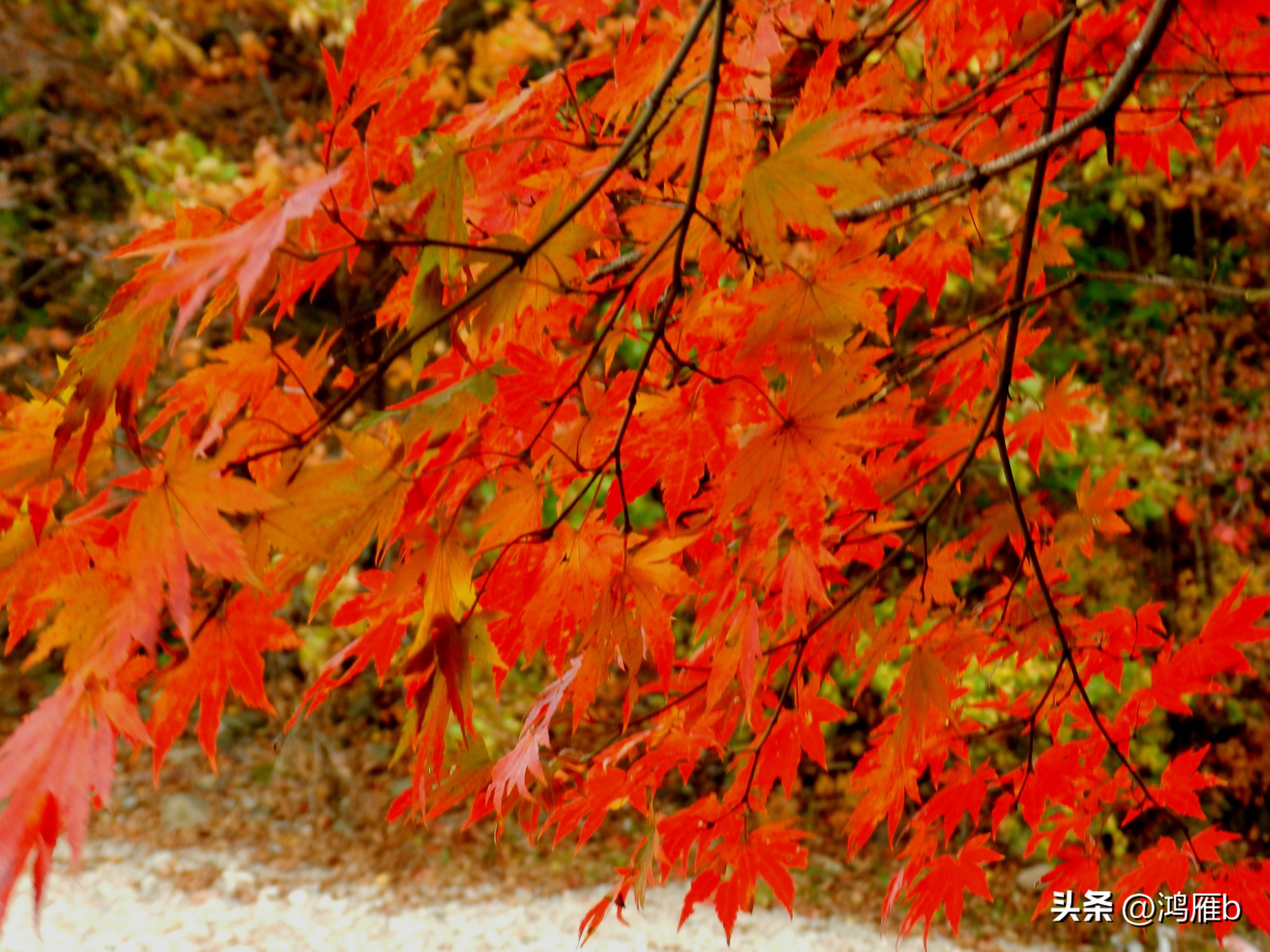 本溪温泉汤沟门票价格,本溪花溪沐枫雪温泉小镇