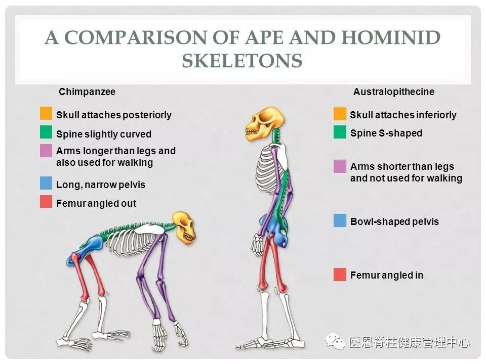 腰椎生理前凸消失是什么意思,颈椎间盘向后局限性突出