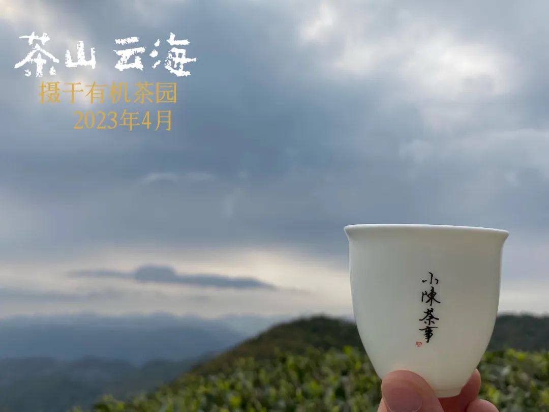 高山白牡丹、抛荒白牡丹、有机白牡丹，白茶白牡丹分哪几种？