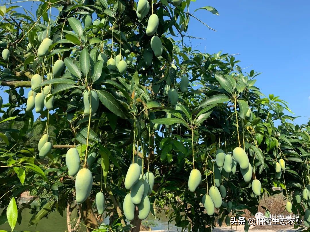 中国水果第一大省有多强视频,广西最大的水果基地