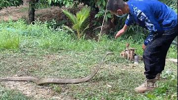 男子夜晚开车惊见巨蟒挡道,两男子路上遇到眼镜王蛇