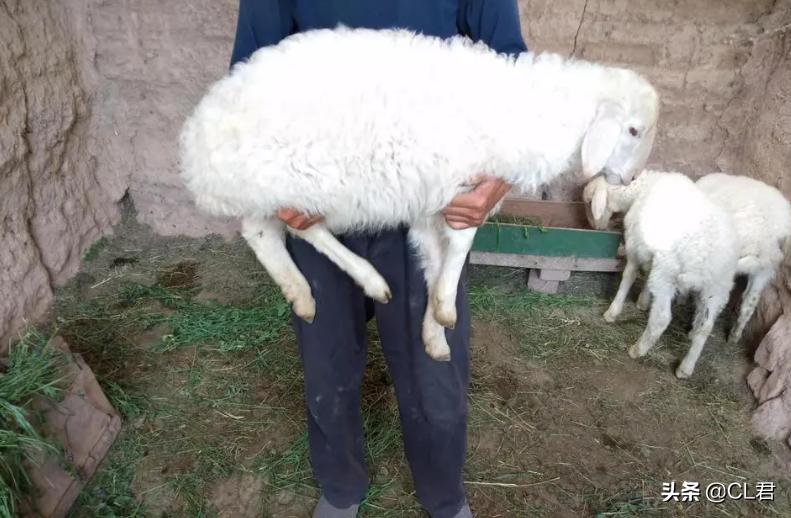 羊贩子买羊套路,羊贩子的买羊技巧