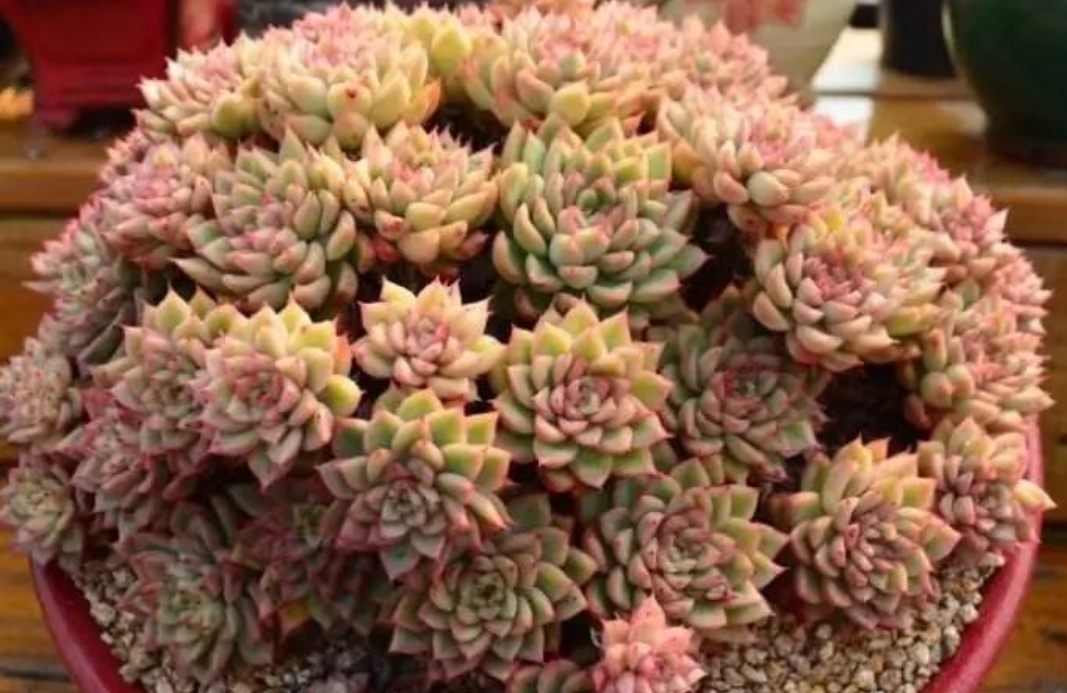 多肉开始生根怎么浇水,多肉幼崽怎么快速长大