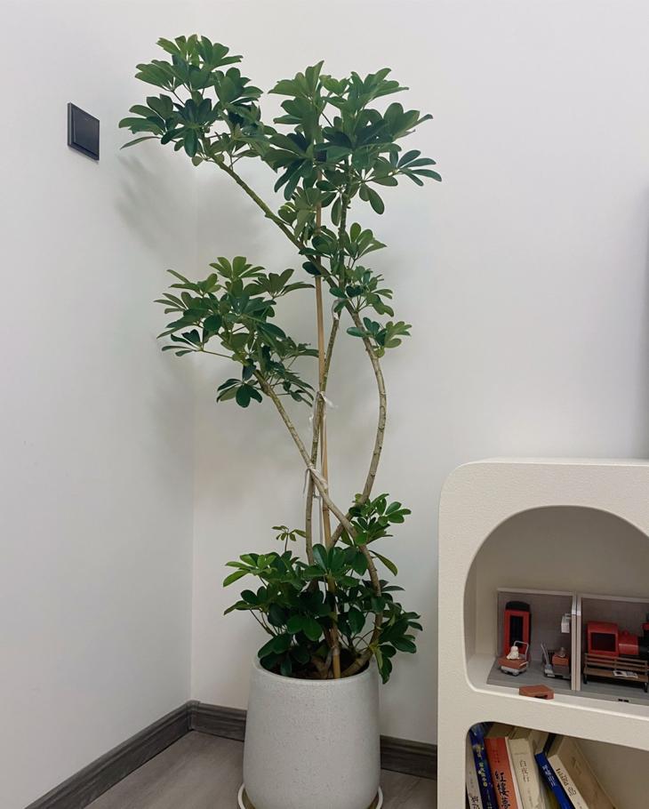 瞬间提升室内高级感的5种绿植,家里最适合养的高级感绿植