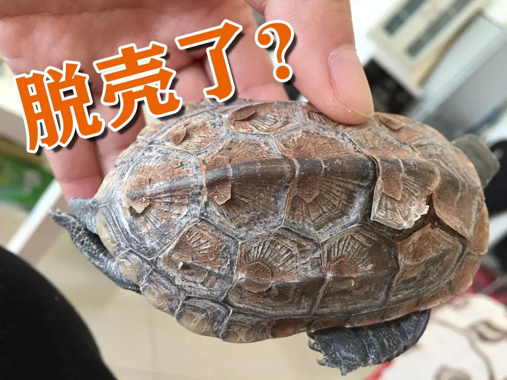 乌龟脱壳的注意事项,乌龟脱壳时会张嘴呼吸不吃东西吗