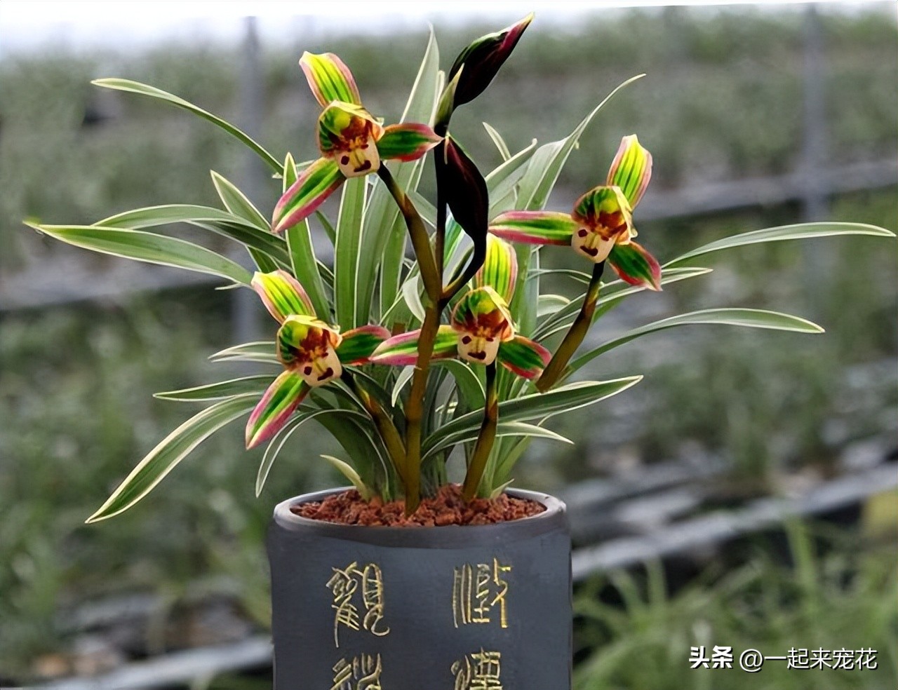 卧室阳台放什么颜色的兰花好看,兰花家养北阳台还是南阳台好