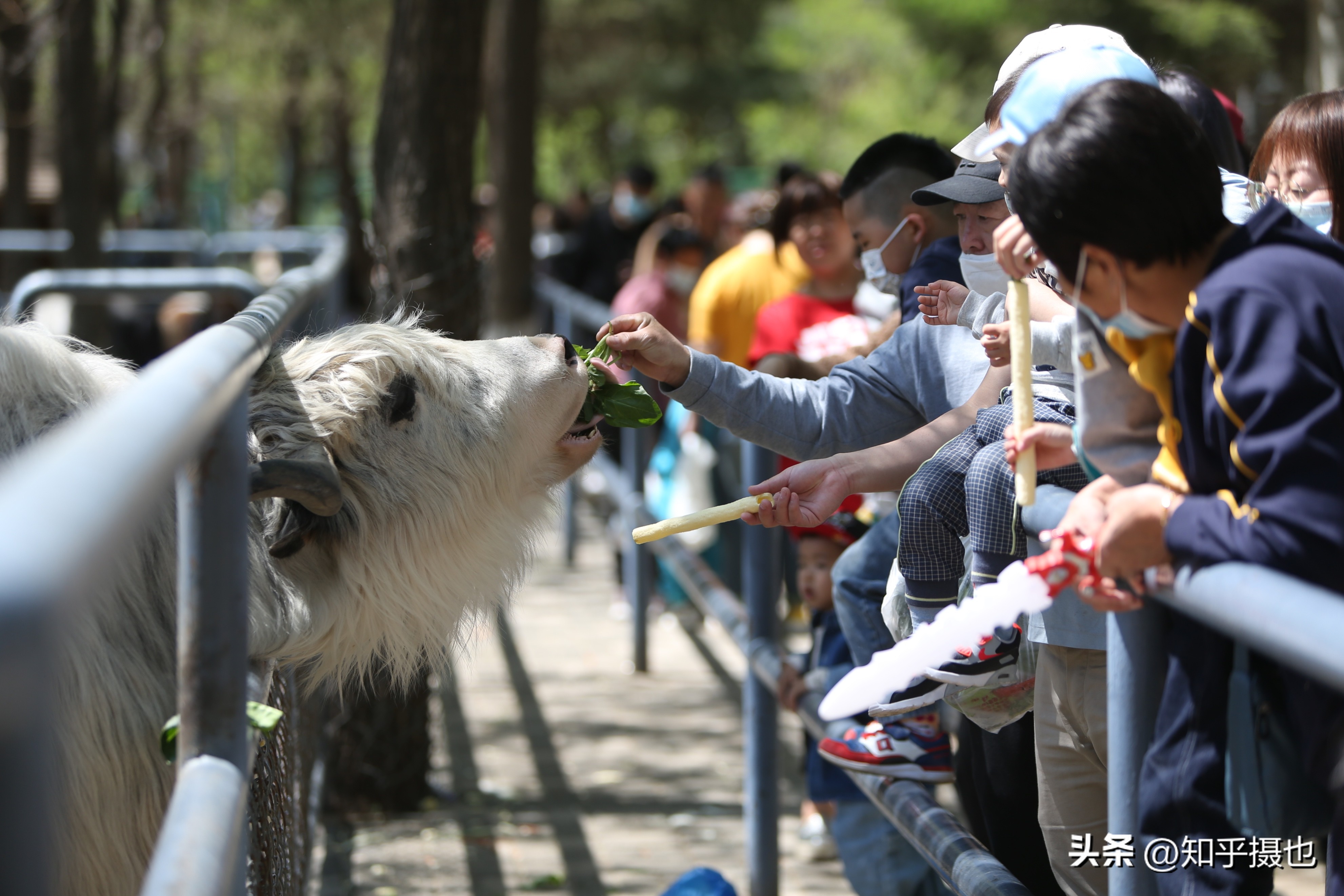 沈阳森林动物园带什么吃的,沈阳森林动物园自带菜