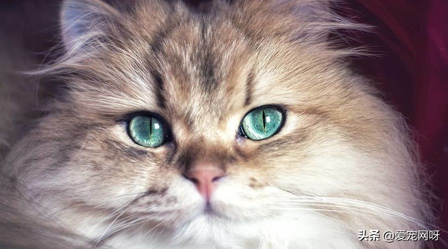 猫咪品种大全及图片,猫咪品种大全视频