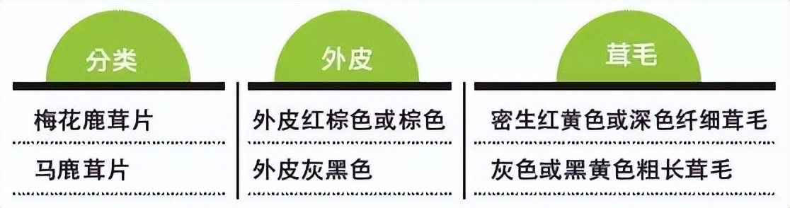 每天学习一味中药教学,中药鹿茸煎煮方法