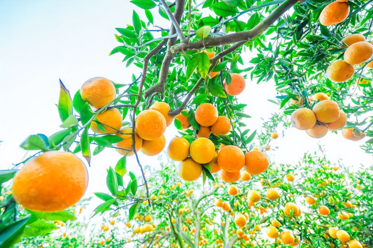 广东柑橘销售渠道,柑橘销售省份市场