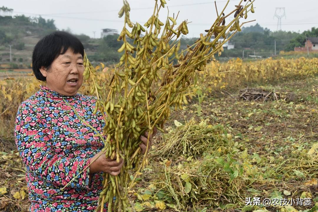 大豆上打啥药能让大豆高产,如何才能种出高产优质的大豆
