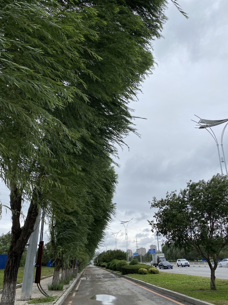 风吹杨柳万千条打一动物,风吹杨柳万千条解析