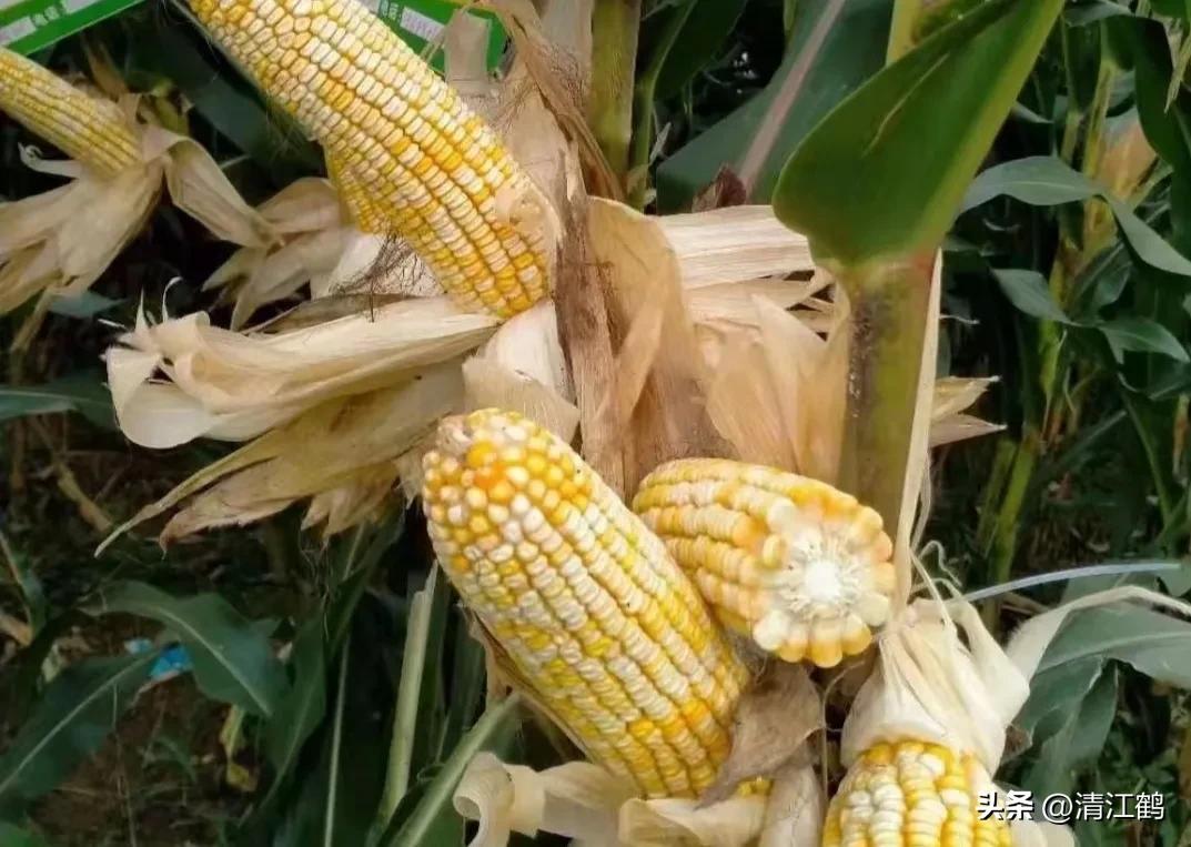 适合西北种植的玉米品种有哪些,适合南方种植的玉米品种排名