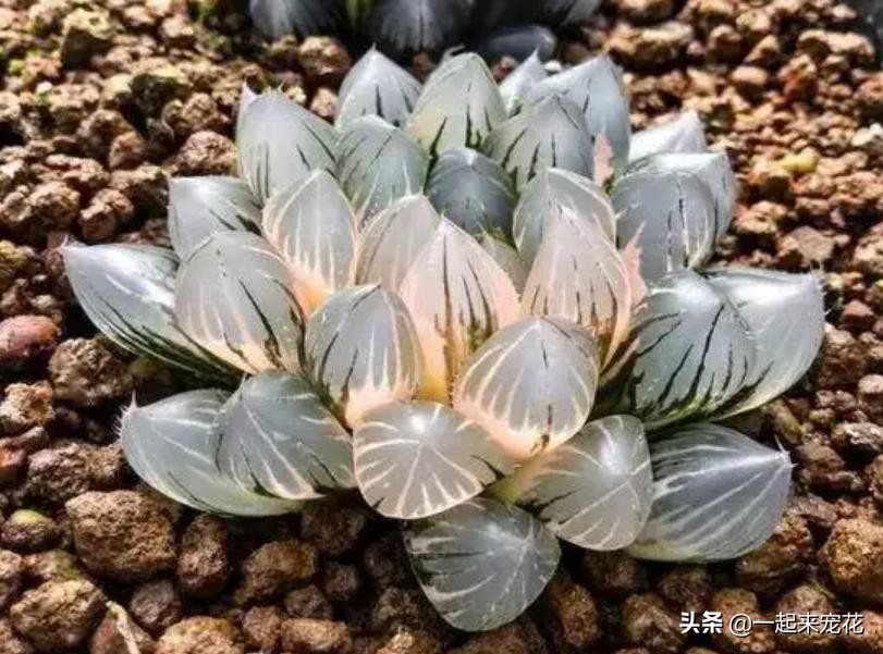 公认好养的4种多肉植物,多肉的潜力股有哪些