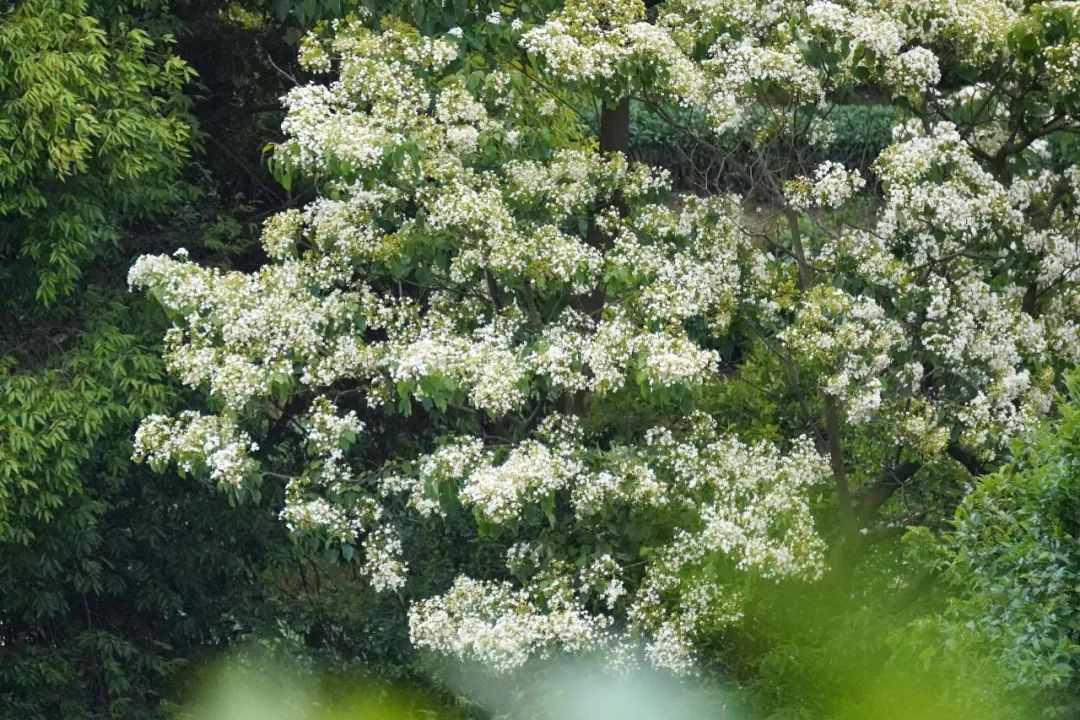 楠溪油桐花如雪图片,油桐花开与气候