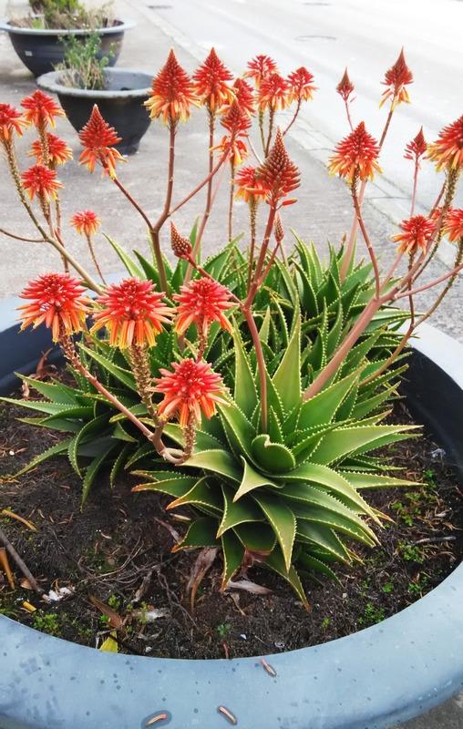 越养越吉利的三种花有哪些,家里养的吉利花有哪些