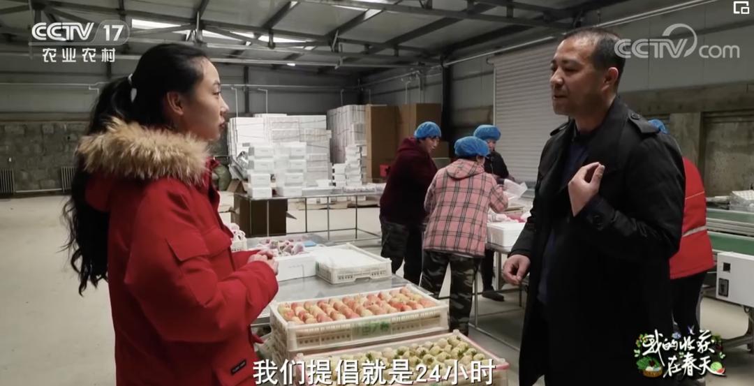 丹东九九草莓和红颜区别,丹东九九草莓新品