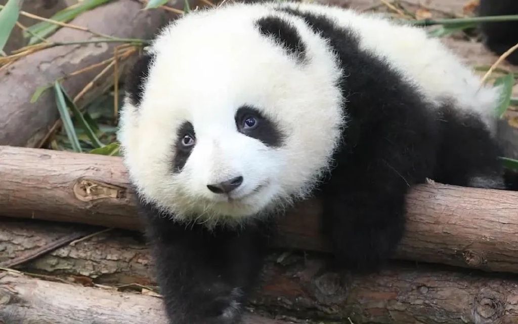 大熊猫为什么不跟爸爸生活,大熊猫为什么只照顾一个孩子