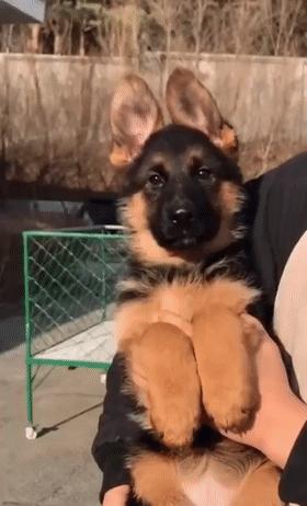 12星座各自都配什么狗狗,什么星座适合养什么狗狗