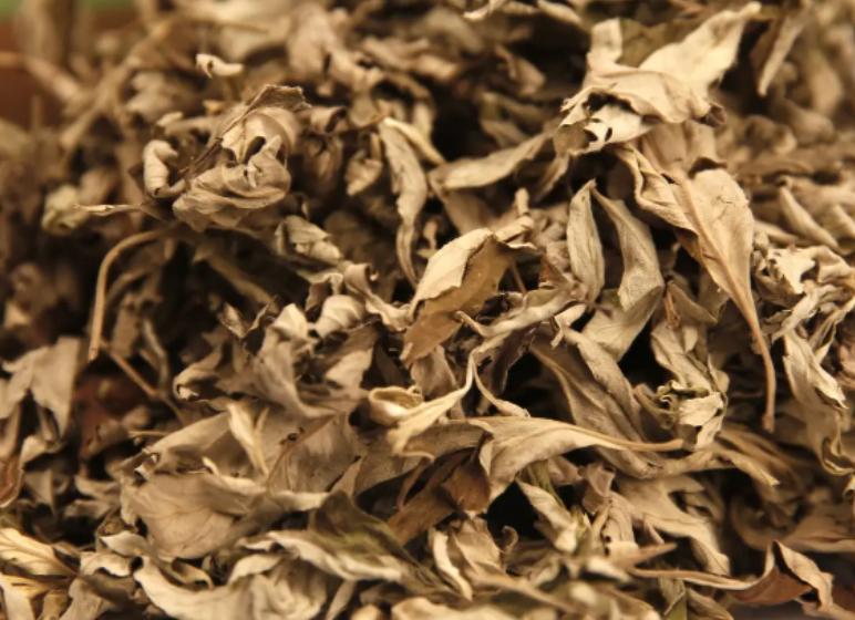 睡前坚持用艾叶泡脚的好处,睡前用艾叶泡脚坚持一个月有奇效