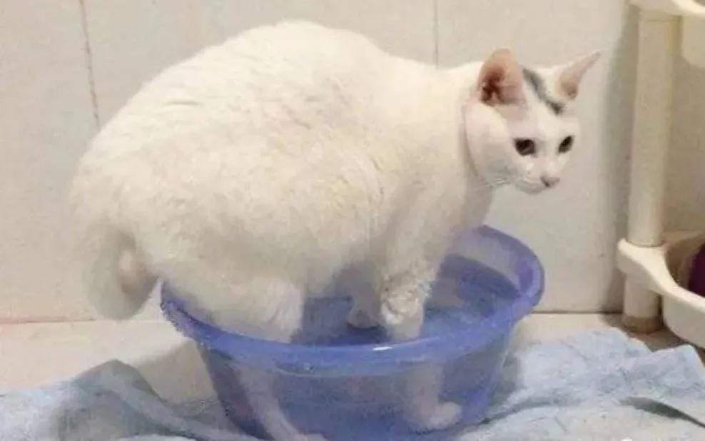 冬季养生如何补肾护阳润燥养阴,好的养生方法