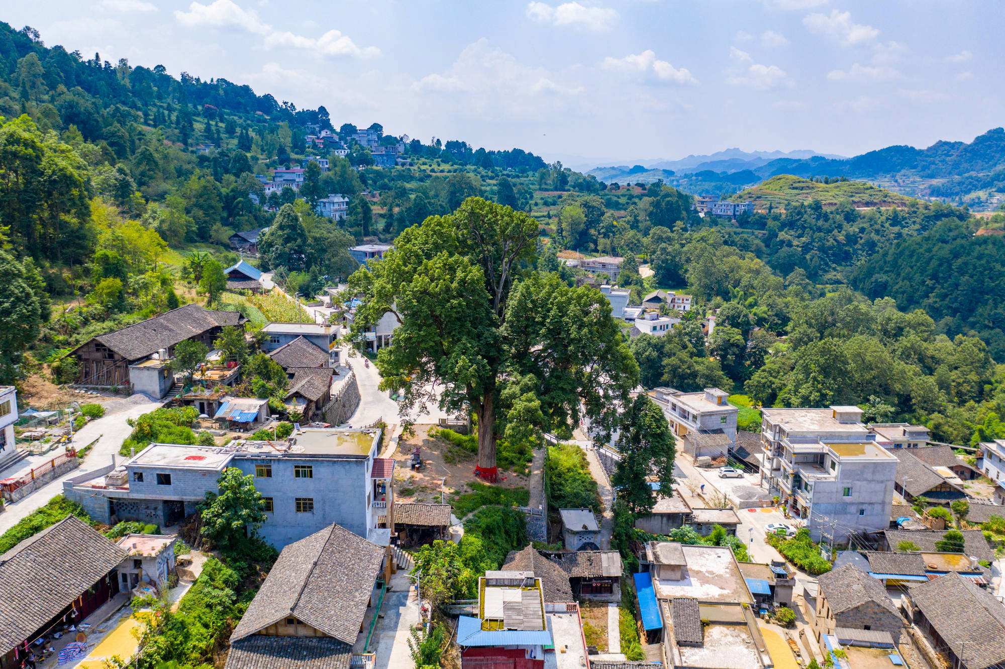 贵州发现50米高的千年金丝楠木,贵州有一棵金丝楠木价值十亿