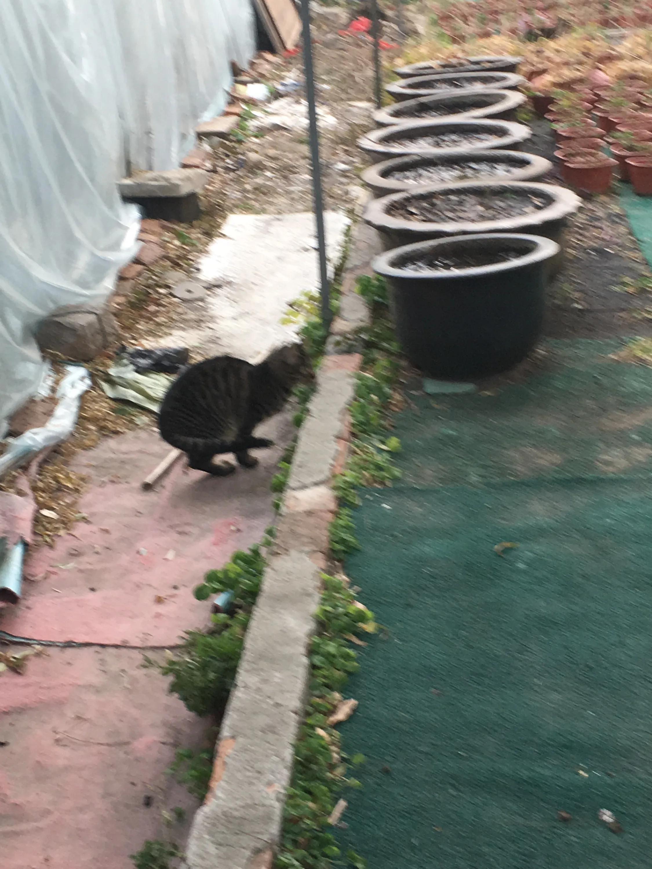 苏州西园寺猫咪图片高清,别样苏州