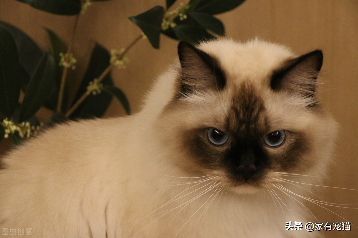 为什么黑的长毛猫毛色偏红,重点色长毛猫蓝眼睛