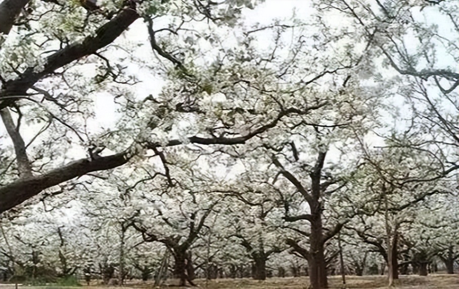 淄博春天赏花,淄博赏花时间表