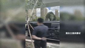 车停在小区被树砸了谁负责,车停路边被树砸伤谁负责