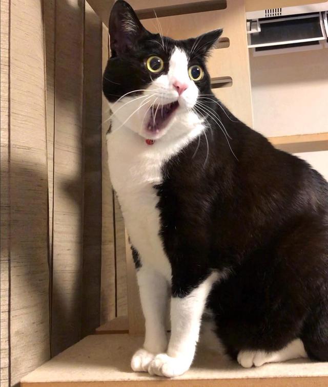 脾气比较暴躁的几种猫新手不要养,猫咪最怕的几种猫