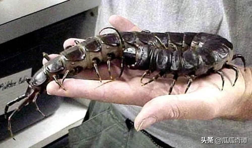 武汉惊现入侵巨人蜈蚣物种,海关查获活体巨人蜈蚣怎么处理的