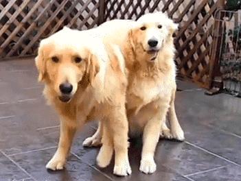 狗狗老是舔排尿处出血,狗狗老是舔排尿处是不是有炎症了