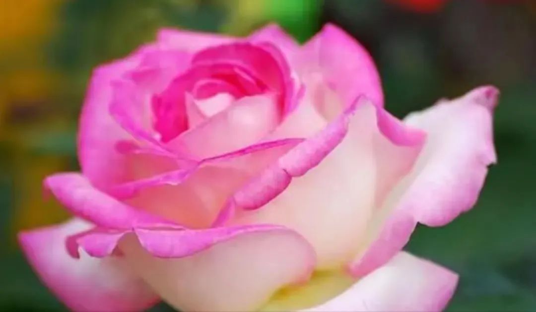 520你会收到什么礼物,收到520的礼物怎么感谢