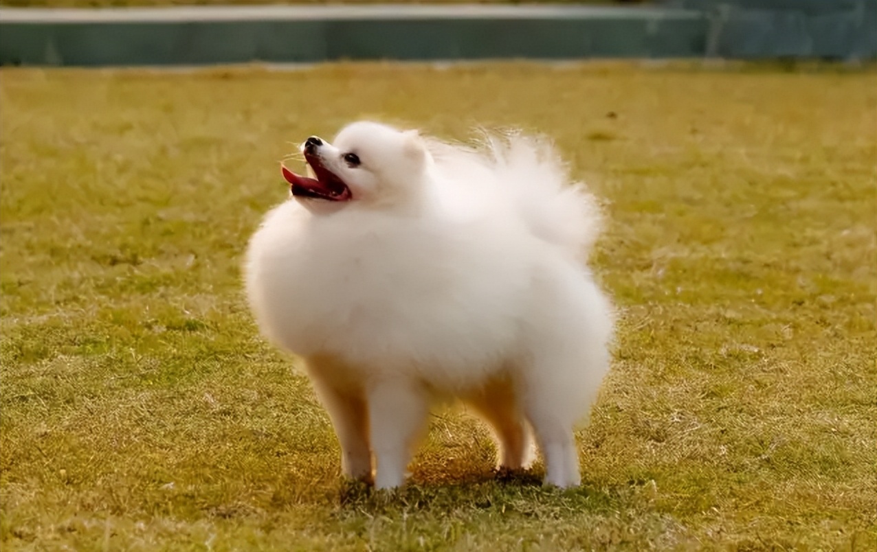 狗狗髋关节治疗,狗狗髌骨脱位科普