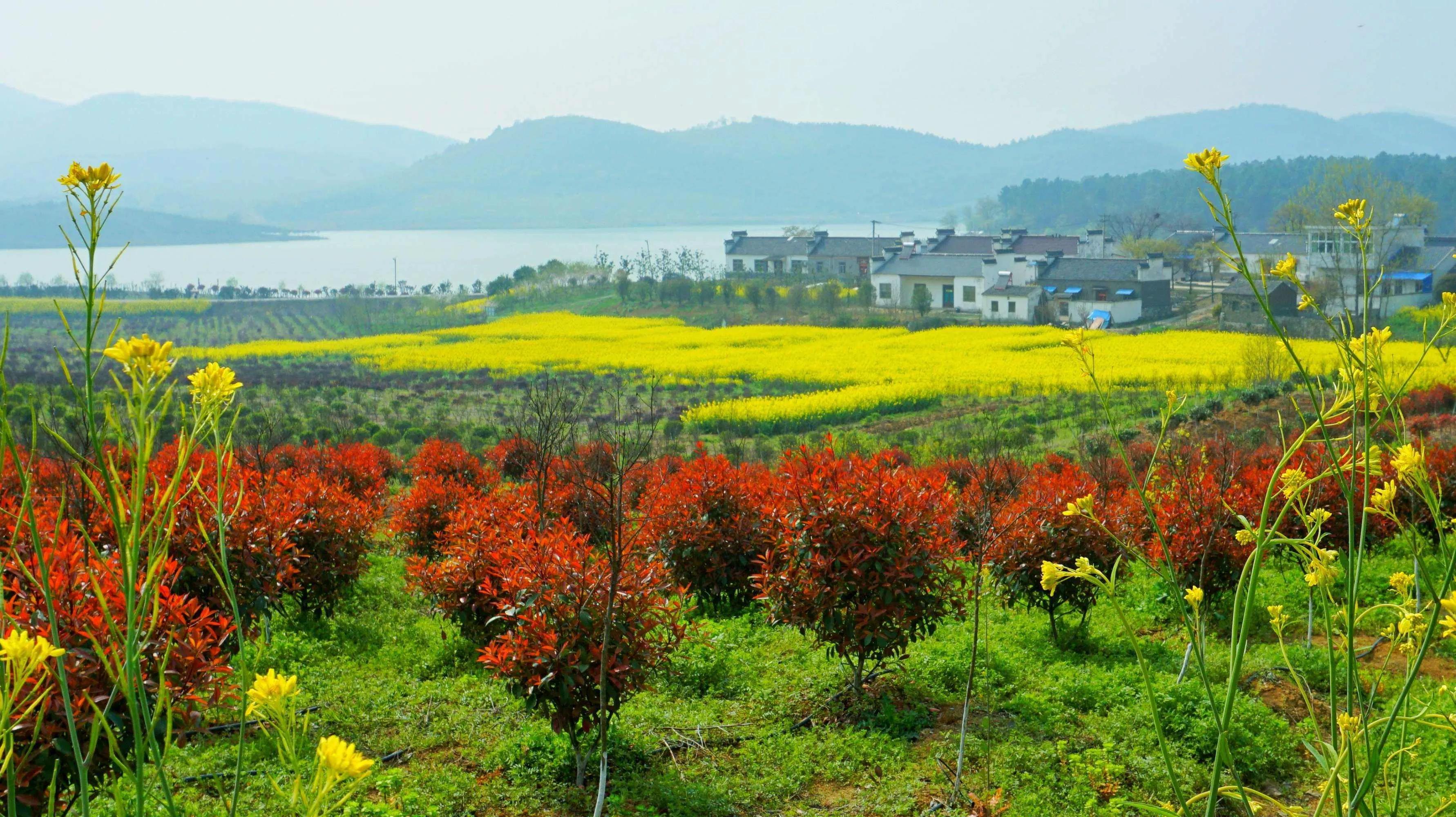 走进杨子江,走进安徽马鞍山农村
