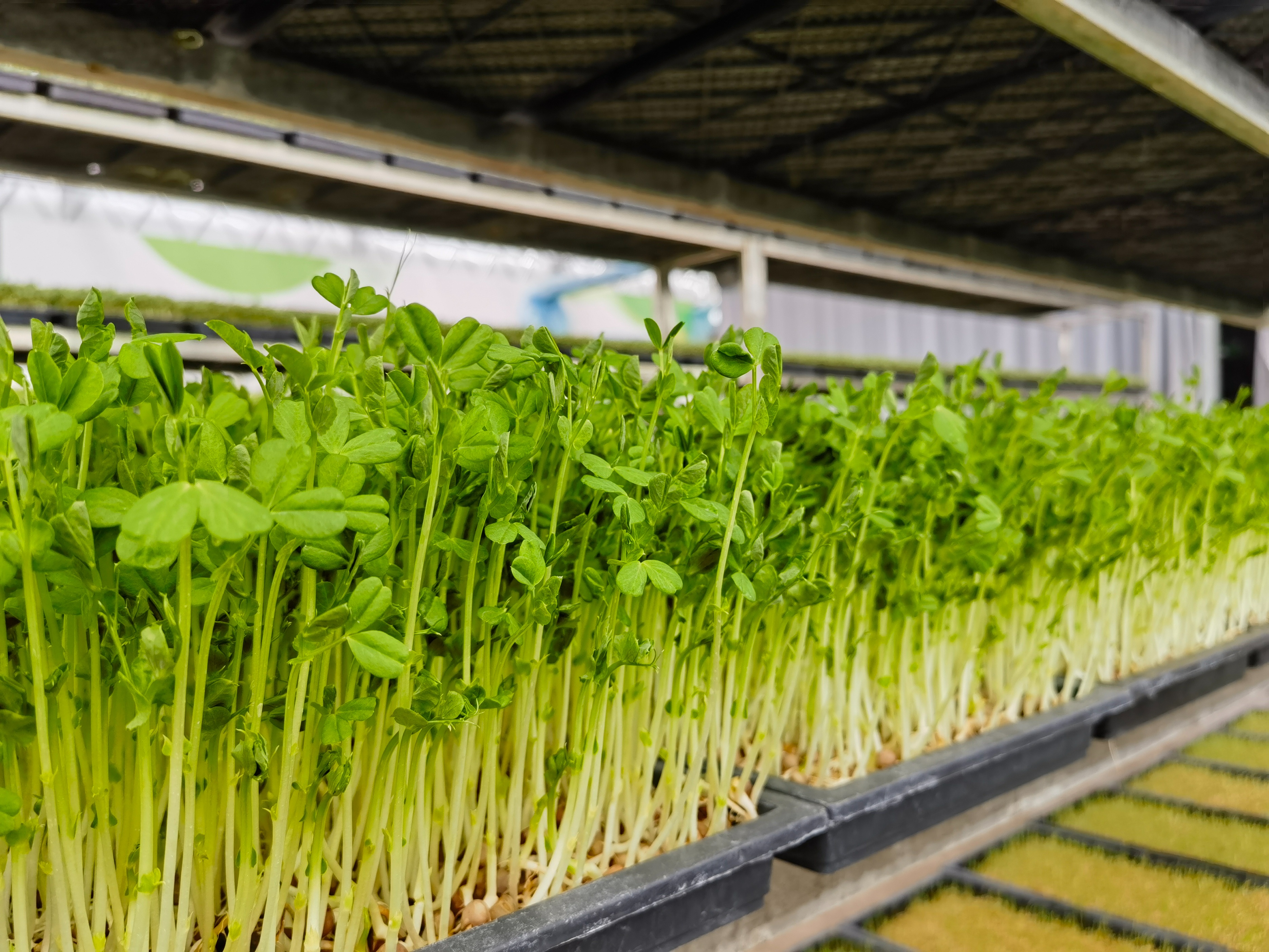 芽苗菜在全国的销售情况,芽苗菜销售平台